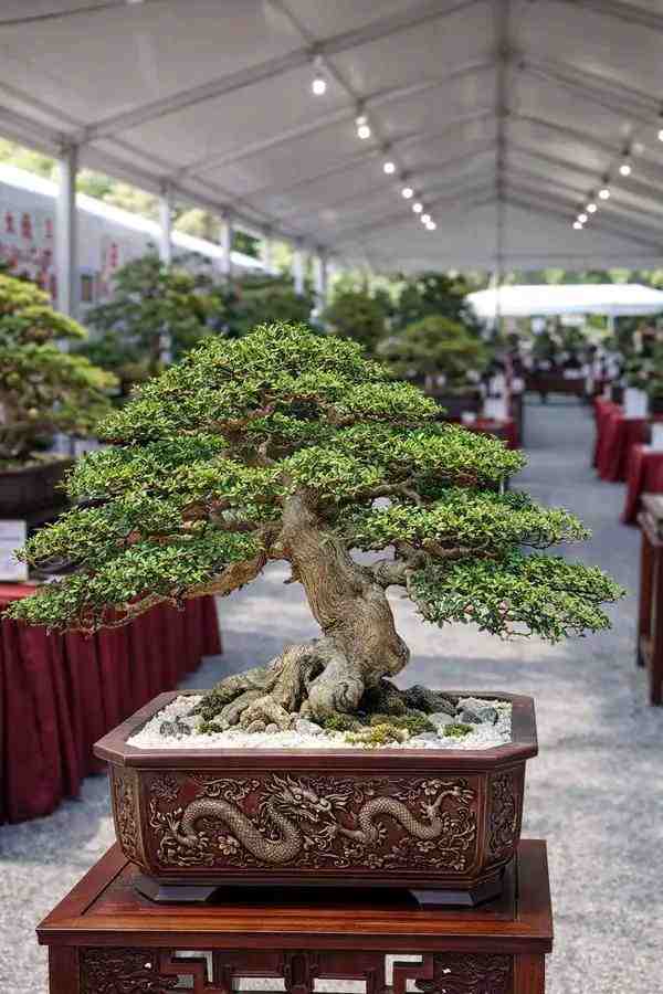 Bonsai Amplas Putih